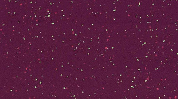 Линолеум Taralay Premium Comfort INDIANA 4145 madura фото 1 | FLOORDEALER